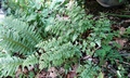 Asplenium adiantum-nigrum #C02.jpg