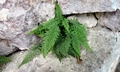 Asplenium fontanum #B02.jpg