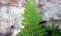 Asplenium fontanum #B03.jpg