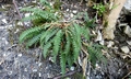 Asplenium fontanum #D01.jpg
