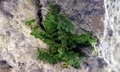 Asplenium jahandiezii #F02.jpg