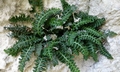 Asplenium jahandiezii #F12.jpg