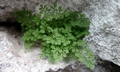 Asplenium lepidum #B01.jpg