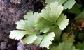 Asplenium lepidum #D02.jpg