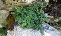 Asplenium ruta-muraria #A01.jpg