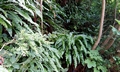 Asplenium scolopendrium #D02.jpg