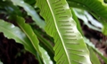 Asplenium scolopendrium #D03.jpg
