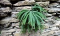 Asplenium trichomanes subsp. quadrivalens #B04.jpg