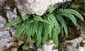 Asplenium viride #E01.jpg