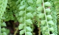 Asplenium viride #E02.jpg