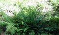 Blechnum spicant #E01.jpg