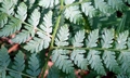 Dryopteris expansa #E03.jpg
