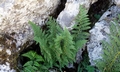 Dryopteris villarii #A10.jpg