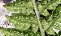 Dryopteris villarii #A12.jpg