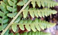 Dryopteris villarii #A13.jpg