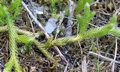Lycopodium clavatum #B01.jpg