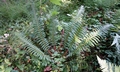 Polystichum aculeatum #B01.jpg
