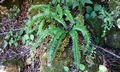 Polystichum lonchitis #A07.jpg