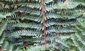 Polystichum x bicknelii #C01b.jpg