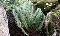 Polystichum x illyricum #A01.jpg