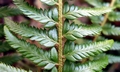 Polystichum x illyricum #A03.jpg