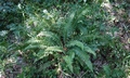 Polystichum x illyricum #E01.jpg