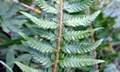 Polystichum x illyricum #E04.jpg