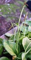 bifurcating-near-base-11.jpg