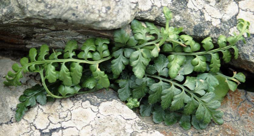 asplenium_billottii.jpg