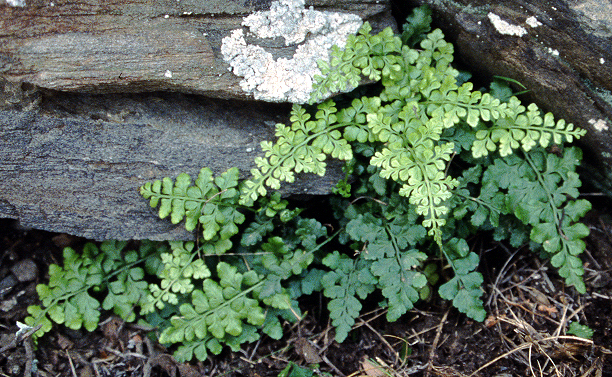 asplenium_billottii_2.jpg