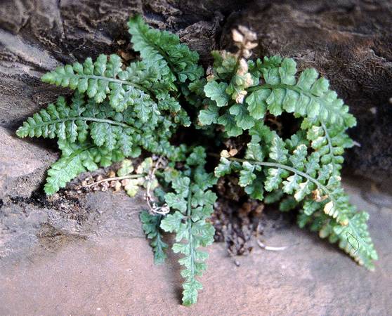 asplenium_billottii_3.jpg