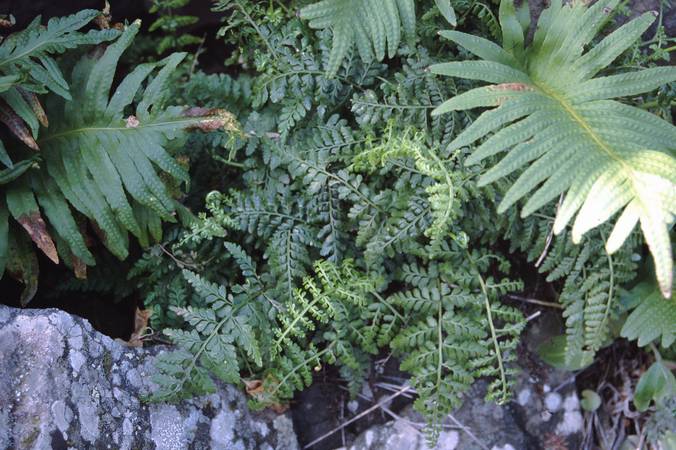 asplenium_billottii_4.jpg