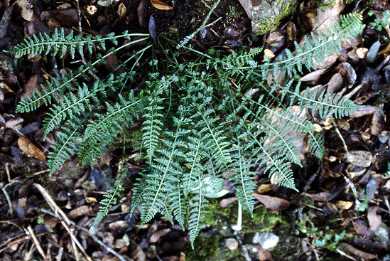 asplenium_fonatnum.jpg
