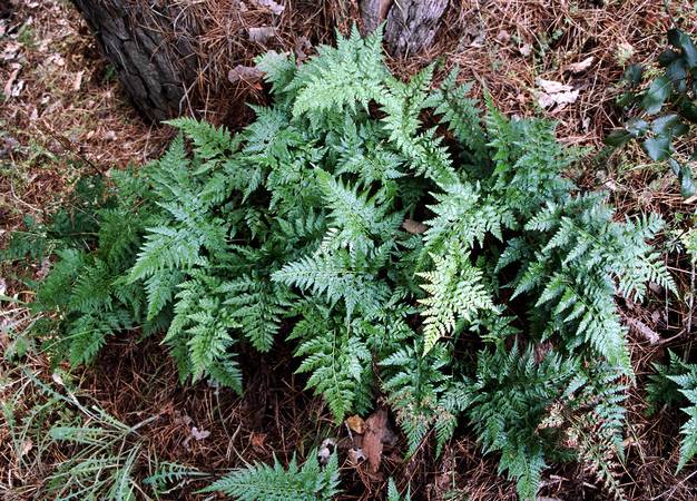 asplenium_onopteris.jpg