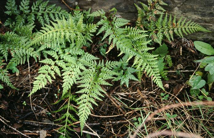 asplenium_onopteris_2.jpg