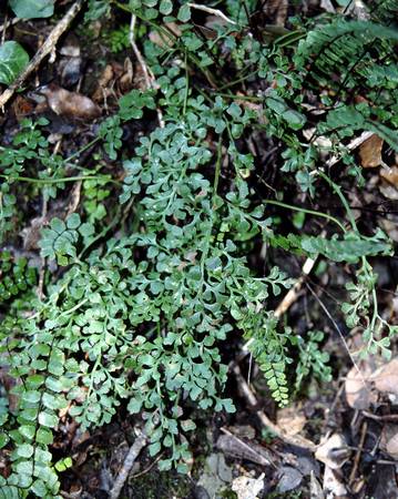 asplenium_ruta_muraria.jpg