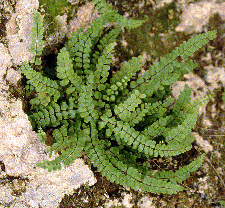 asplenium_trichomanes.jpg
