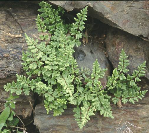 cheilanthes_maderensis.jpg
