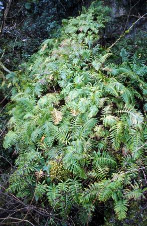 polypodium_sp.jpg