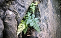 Asplenium adiantum-nigrum #32.jpg