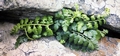 Asplenium billotii #34.jpg