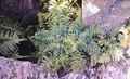 Asplenium billotii #49.jpg