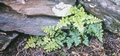 Asplenium billotii #51.jpg