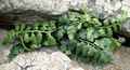asplenium_billottii.jpg