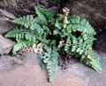 asplenium_billottii_3.jpg