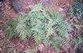 Asplenium onopteris #14.jpg