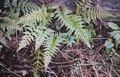 Asplenium onopteris #33.jpg