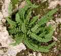 asplenium_trichomanes.jpg