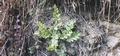 Cheilanthes tinaei #12.jpg