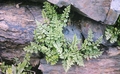 Cheilanthes tinaei #27.jpg